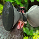 Illustration for article titled One Mans Insane Plan to Make Oculus Rifts for Chickens